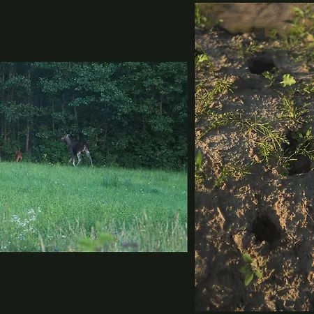 Rent A Tent - Namiot W Praekologicznym Gospodarstwie ラグジュアリーテント *