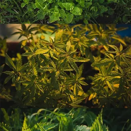 Rent A Tent - Namiot W Praekologicznym Gospodarstwie