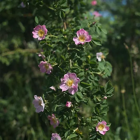 Rent A Tent - Namiot W Praekologicznym Gospodarstwie * ポジェズドジェ