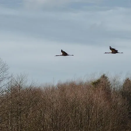 Rent A Tent - Namiot W Praekologicznym Gospodarstwie ラグジュアリーテント